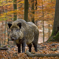 Buy canvas prints of Wild boar in Ardennes Forest by Arterra 