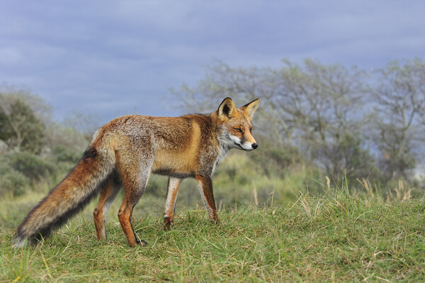 Red Fox in Grassland Picture Board by Arterra 