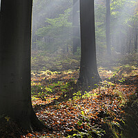 Buy canvas prints of Sunrays in Forest by Arterra 