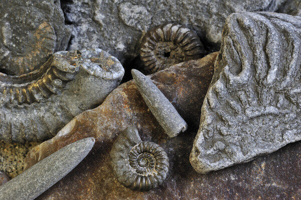 Ammonite Fossils on Beach, Lyme Regis Picture Board by Arterra 