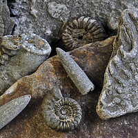 Buy canvas prints of Ammonite Fossils on Beach, Lyme Regis by Arterra 