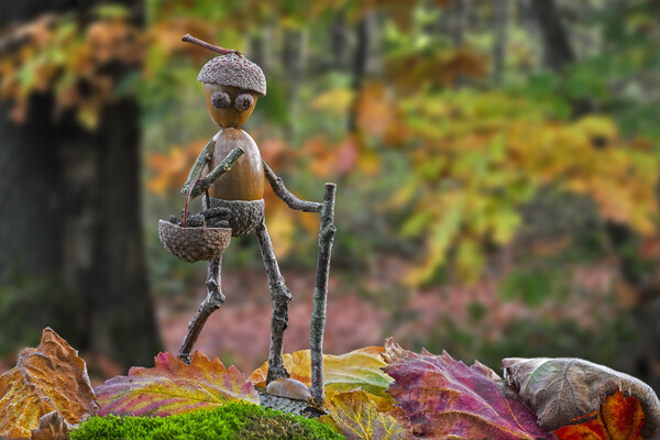 Little Acorn Man Walking in Autumn Forest Picture Board by Arterra 
