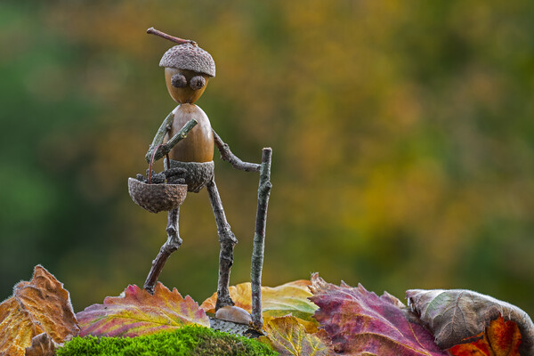 Little Acorn Man Walking in Autumn Picture Board by Arterra 