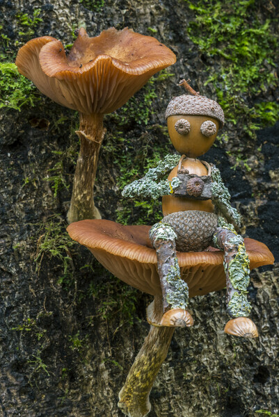 Little Photographer on Mushroom Picture Board by Arterra 