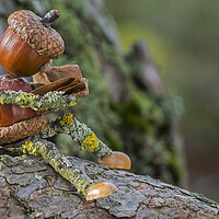 Buy canvas prints of Little Acorn Reader in Tree by Arterra 