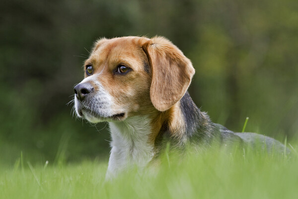 Tricolour Beagle Picture Board by Arterra 