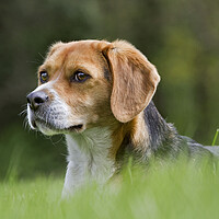 Buy canvas prints of Tricolour Beagle by Arterra 