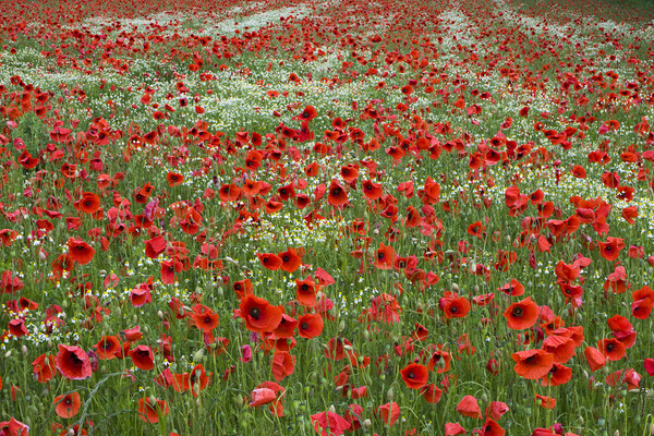 Red Poppy Field Picture Board by Arterra 