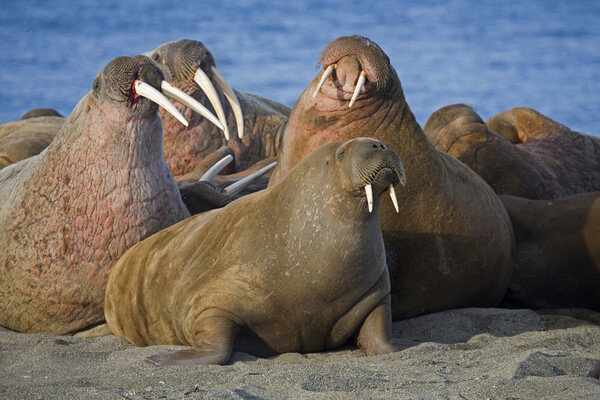 Walrus Colony at Svalbard Picture Board by Arterra 