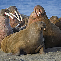 Buy canvas prints of Walrus Colony at Svalbard by Arterra 