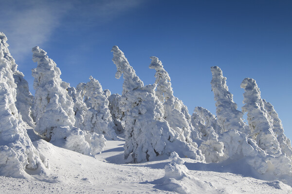 Spruce Trees in Winter Picture Board by Arterra 