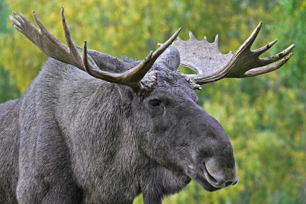 Moose Bull Picture Board by Arterra 