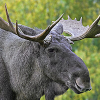 Buy canvas prints of Moose Bull by Arterra 