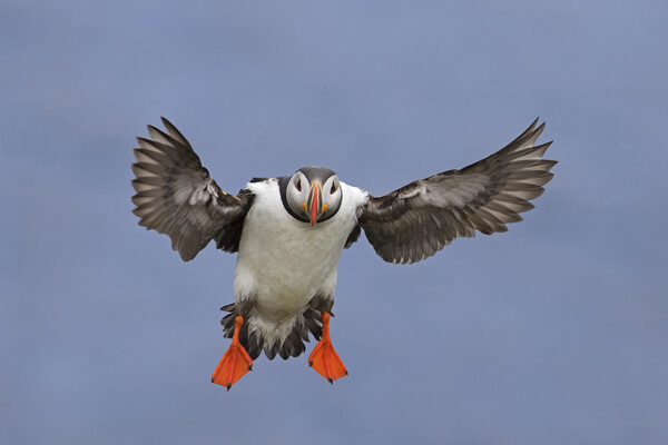 Atlantic Puffin Ready for Landing Picture Board by Arterra 