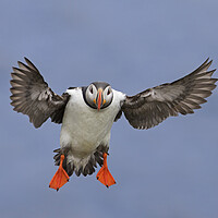 Buy canvas prints of Atlantic Puffin Ready for Landing by Arterra 