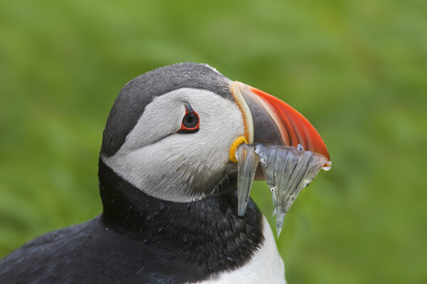 Atlantic Puffin with Sand Eels Picture Board by Arterra 