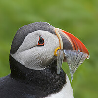 Buy canvas prints of Atlantic Puffin with Sand Eels by Arterra 