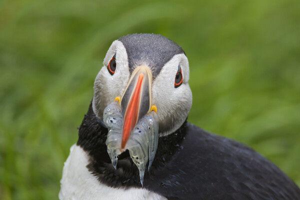Atlantic Puffin with Fish in Beak Picture Board by Arterra 