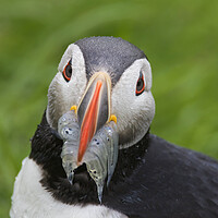 Buy canvas prints of Atlantic Puffin with Fish in Beak by Arterra 