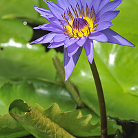 Buy canvas prints of Tropical Water Lily by Arterra 