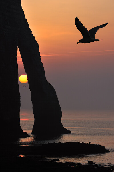 Seagull at Sunset, Etretat, Normandy Picture Board by Arterra 