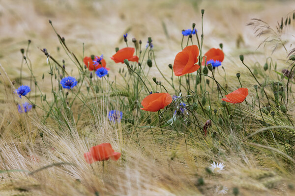 Cornflowers and Poppies Picture Board by Arterra 