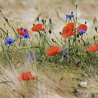 Buy canvas prints of Cornflowers and Poppies by Arterra 