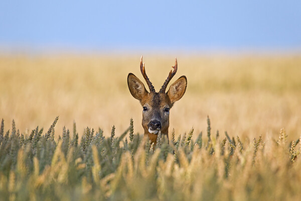 Roe Deer in Cornfield Picture Board by Arterra 