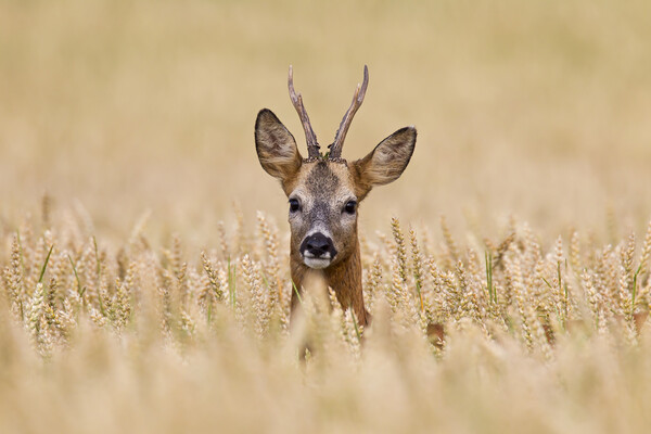 Roe Deer in Farmland Picture Board by Arterra 