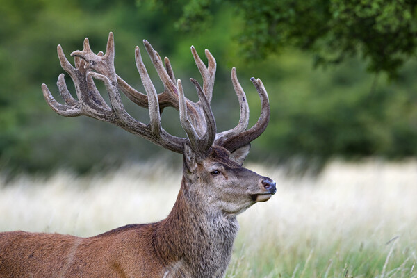 Red Deer Stag in Summer Picture Board by Arterra 