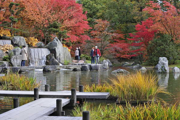 Japanese Garden in Autumn Picture Board by Arterra 