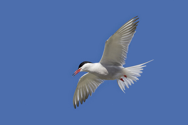 Common Tern in Flight Picture Board by Arterra 