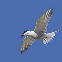Buy canvas prints of Common Tern in Flight by Arterra 