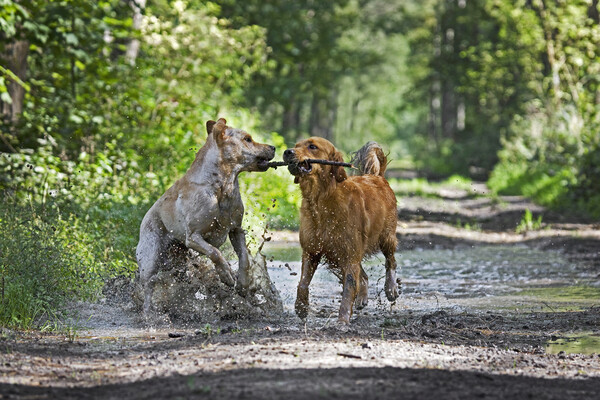 Dogs Playing in the Mud Picture Board by Arterra 