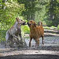 Buy canvas prints of Dogs Playing in the Mud by Arterra 