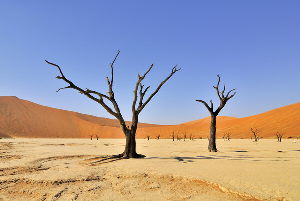 Dead Trees in Deadvlei, Namibia Picture Board by Arterra 
