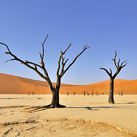 Buy canvas prints of Dead Trees in Deadvlei, Namibia by Arterra 