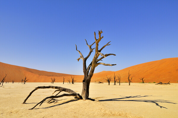 Acacia Tree in Deadvlei, Namibia Picture Board by Arterra 