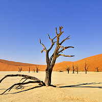 Buy canvas prints of Acacia Tree in Deadvlei, Namibia by Arterra 