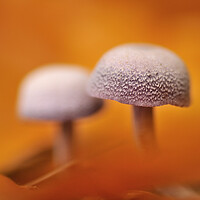 Buy canvas prints of Mushrooms and Autumn Leaves by Arterra 