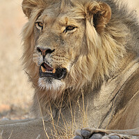 Buy canvas prints of Kalahari Lion by Arterra 
