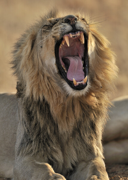Lion Teeth Picture Board by Arterra 