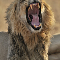 Buy canvas prints of Lion Teeth by Arterra 