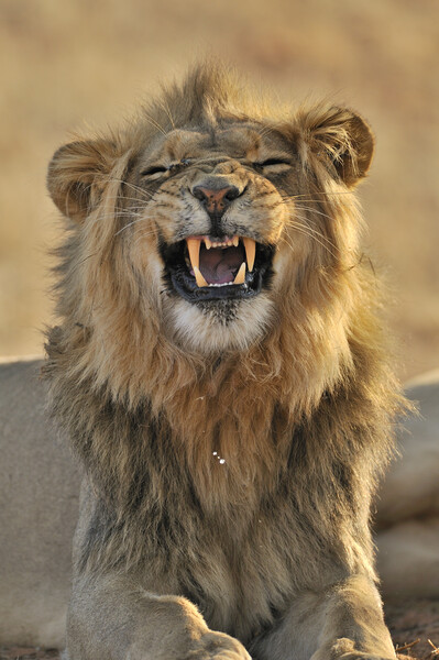 African Lion in the Kalahari Desert Picture Board by Arterra 