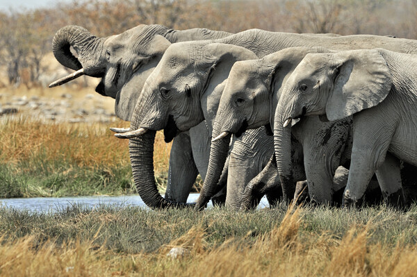 African Elephants at Waterhole Picture Board by Arterra 