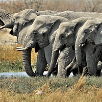 Buy canvas prints of African Elephants at Waterhole by Arterra 