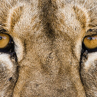 Buy canvas prints of African Lion Eyes by Arterra 
