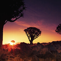 Buy canvas prints of Quiver Trees at Sunset, Namibia by Arterra 
