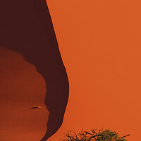 Buy canvas prints of Tree and Red Sand Dune  by Arterra 