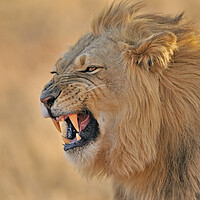 Buy canvas prints of Growling Kalahari Lion by Arterra 